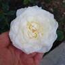 Pascali rose photo