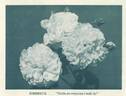 Sombreuil rose photo