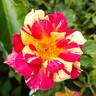 Striking rose photo