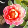 Fruity Petals rose photo