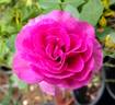 Sweet Intoxication rose photo