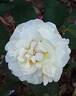 Baie des Anges rose photo
