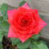 Ay Caramba! rose photo
