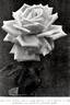 British Queen rose photo