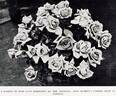 Lyon rose photo