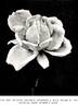 Mrs. Andrew Carnegie rose photo