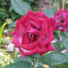 Dr. John Dickman rose photo
