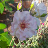 Odyssey rose photo