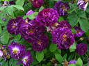 Tuscany Superb rose photo