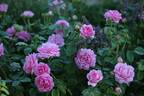 Asteropé rose photo