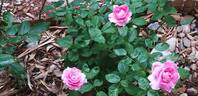 Remember™ rose photo