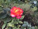 Alinka rose photo