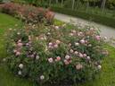 Eeuwige Passie rose photo