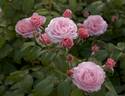 Eeuwige Passie rose photo