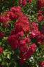Rotfassade ® rose photo