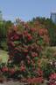 Rotfassade ® rose photo