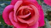 Belle Epoque Sunflor ® rose photo