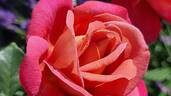 Belle Epoque Sunflor ® rose photo
