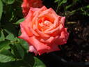 Folklore rose photo