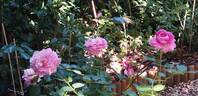 Remember™ rose photo