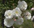 Queen of the Belgians rose photo