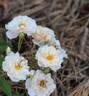 Aebleblomst rose photo