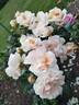 Ariadne rose photo
