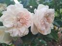 Ariadne rose photo