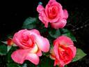 Michel Desjoyeaux ® rose photo