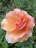 Gee Whiz rose photo