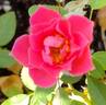 Renny rose photo