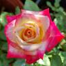 Eternal Flame rose photo