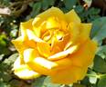 Alex's Lemonade Stand rose photo