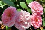 Pride of Oakland rose photo