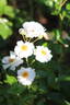 Paragon rose photo
