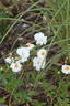 Paragon rose photo
