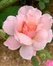 Pat Henry rose photo