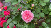 Pretty Jessica rose photo