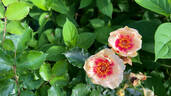 Bull's Eye rose photo