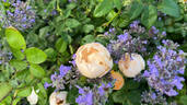 Comte de Champagne rose photo