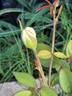 Amazone rose photo