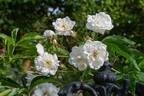 Herbemont's Musk Cluster rose photo