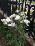 Herbemont's Musk Cluster rose photo