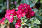 Alberich rose photo