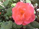 Elizabeth of Glamis ® rose photo