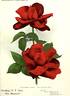 His Majesty rose photo