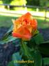 Octoberfest ™ rose photo