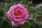 Perception rose photo