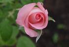 Woods of Windsor rose photo
