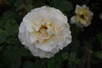 Commonwealth Glory rose photo